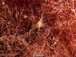 Camouflage shrimp, steurgarnaal, palaemon serratus by Eduard Bello 